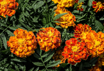 Marigolds ditolak atau Perancis