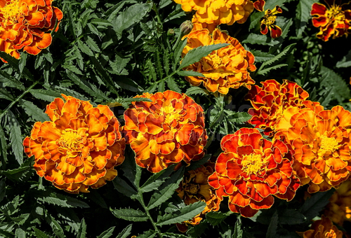 Marigolds rejected or French