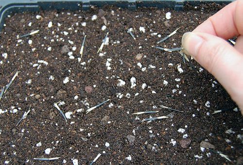 Výsev semen