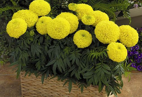 κίτρινα λουλούδια