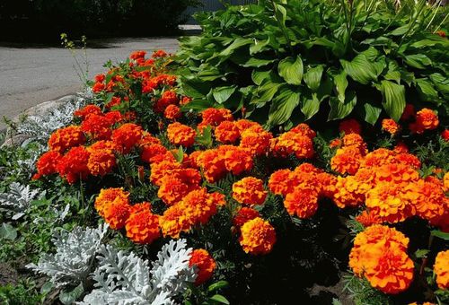 Bloemen in de tuin