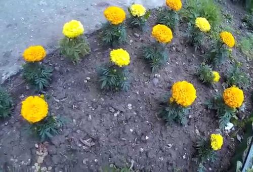 Cultivando flores em campo aberto