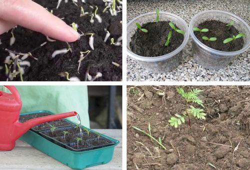 Cultiver des fleurs à partir de graines