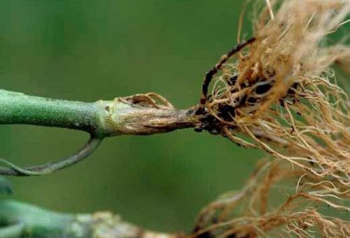 Podridão radicular