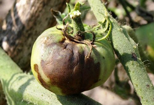 Hilangnya bahagian selatan pada tomato