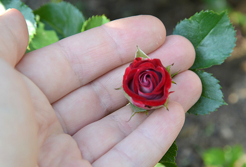 Minijaturni cvijet ruže