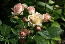 Blooming branch of miniature rose