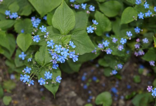 Blå blommor