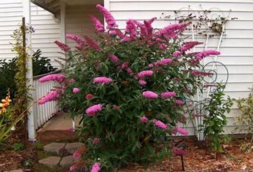 „Buddleya David Pink Delight“