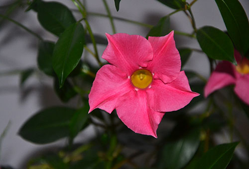 Pink flower of diploania