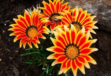 Gazania virágok