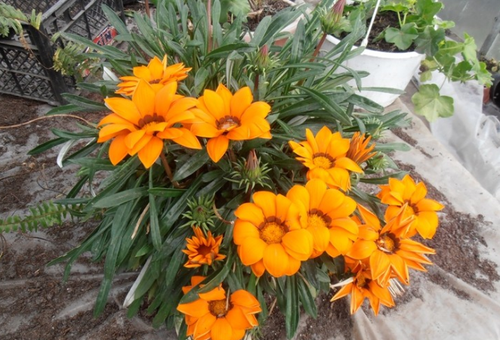 Многогодишни цветя на Газания