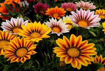 gazania