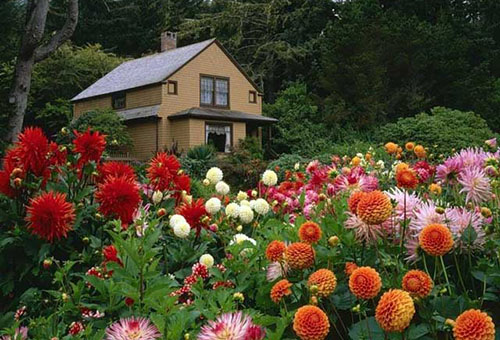 Dahlias en fleurs dans une maison privée