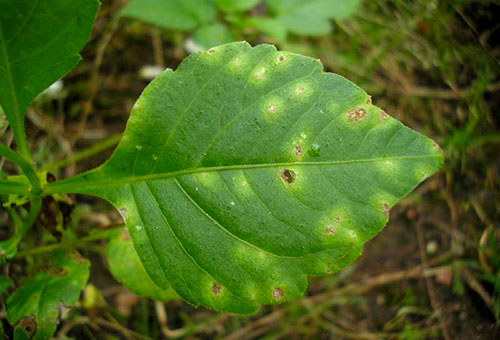 Beteg Dahlia Leaf