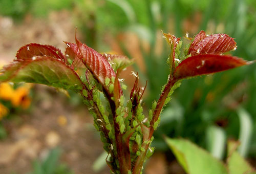 Aphid pada dahlia