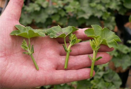 Reznice pelargonije