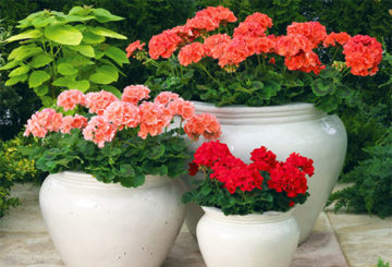 Geranium di pot bunga