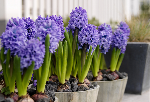 Hyacinths dalam periuk