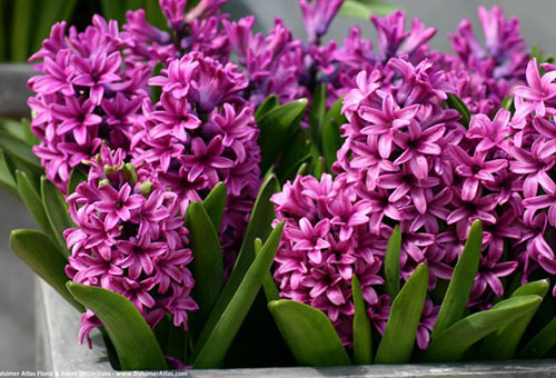 Hyacinths