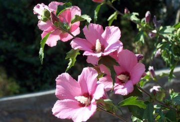 Flores de hibisco no jardim