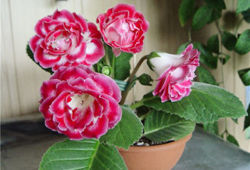 Virágzó gloxinia