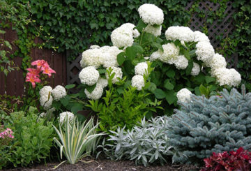 Bush d'hortensia dans un parterre de fleurs