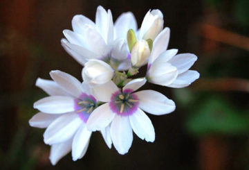 Fleurs Ixia blanches