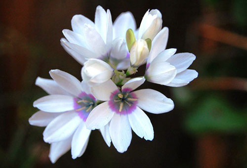 Baltosios Ixia gėlės