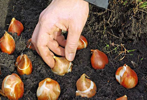 Plantando bulbos de flores