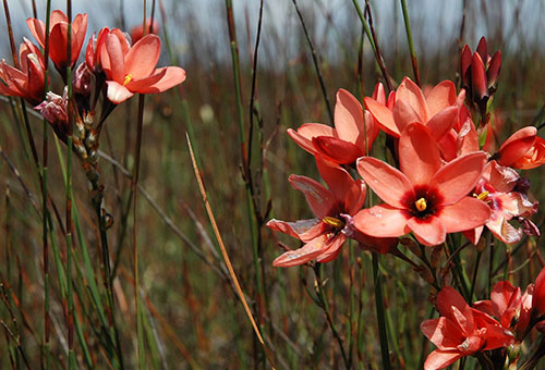 Ixia en fleurs