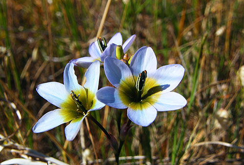 Hibridinė Ixia