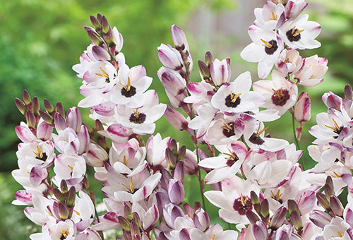 Blooming Ixia branco-rosa