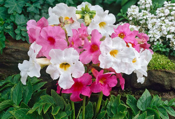 Incarvillea branco e rosa