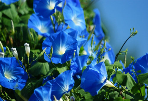 زهور مجد الصباح الزرقاء