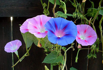 Flores multicoloridas da ipomeia