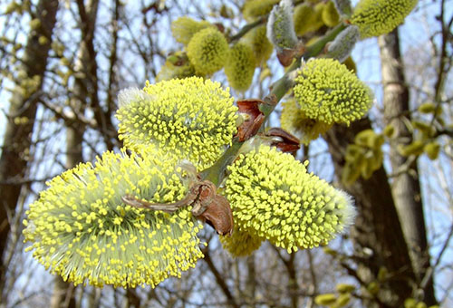 Branche fleurie de saule de chèvre