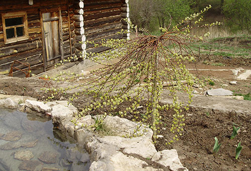 Mladá vrba kozí pendula