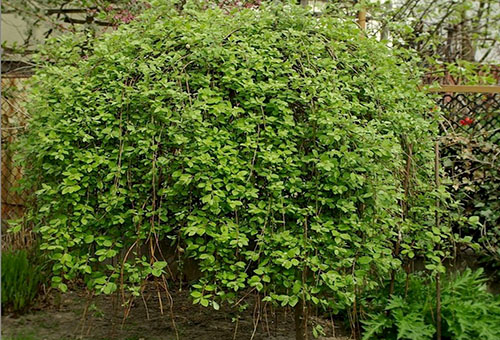 Pendula kambing willow