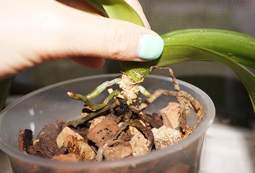 Planting baby orchids
