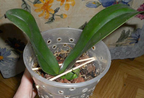 Hivernacle aeri per a orquídies infantils