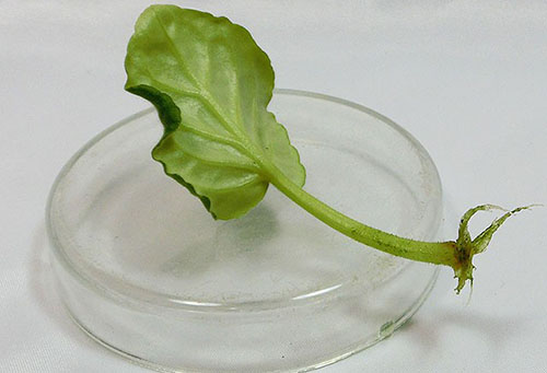 Sprouting a violet leaf in water