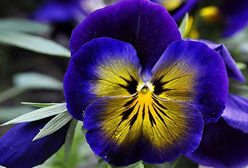 Garden violet