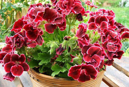 Bloeiende geranium in een pot