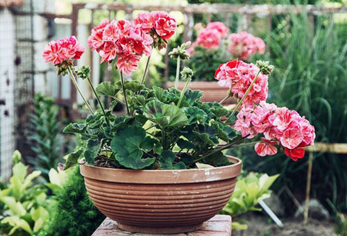 Bloeiende geranium op het balkon