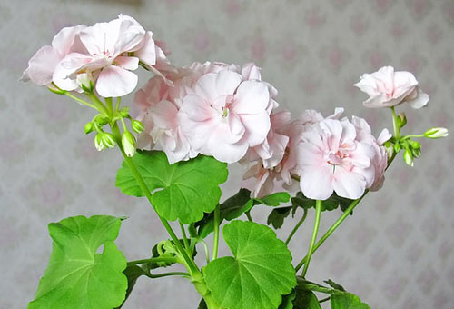 Šviesios pelargonijų gėlės