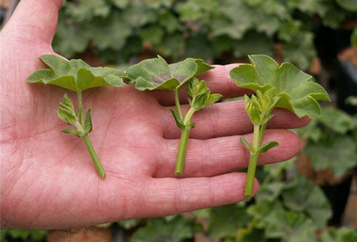 Reznice pelargonije