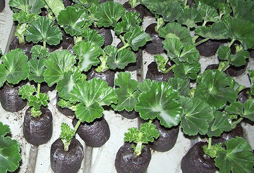 Tumbuh pelargonium dari biji