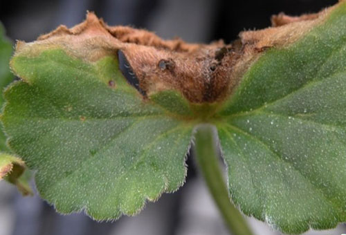 Ziekte van geranium