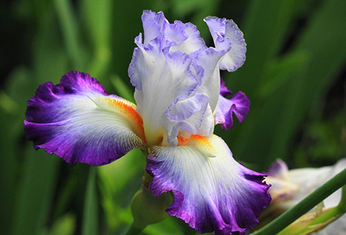 Bunga iris yang mekar